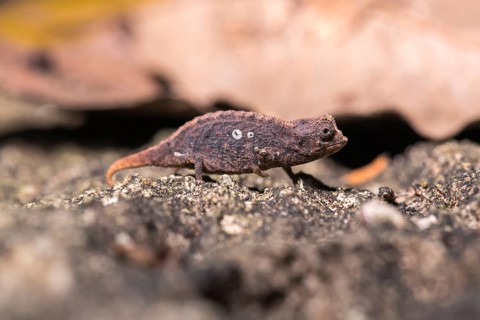 Earth Chameleon (Brookesia micra)