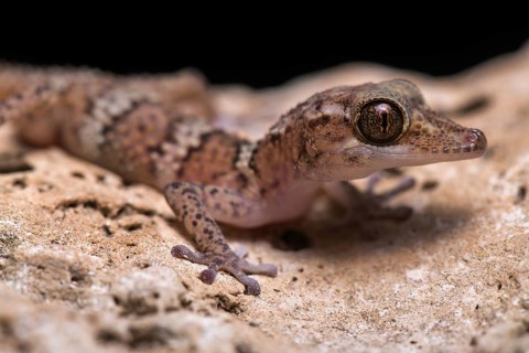 Paroedura fasciata (Paroedura fasciata)
