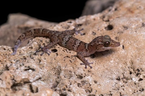 Paroedura fasciata (Paroedura fasciata)