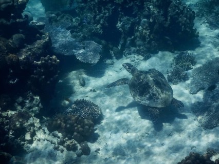 Loggerhead sea turtle (Caretta caretta)