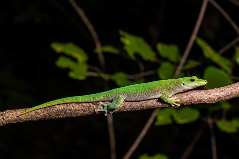 Koch's giant day gecko (Phelsuma kochi)
