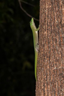Koch's giant day gecko (Phelsuma kochi)