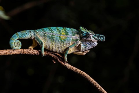 Rhinoceros chameleon (Furcifer rhinoceratus)