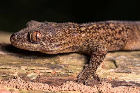 Blaesodactylus ambonihazo (Blaesodactylus ambonihazo)