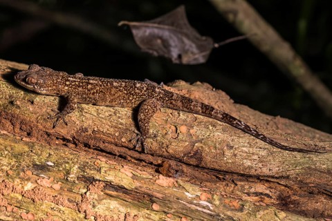 Blaesodactylus ambonihazo (Blaesodactylus ambonihazo)