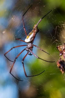 The Red-legged Golden Orb-web Spider (Nephila inaurata madagascariensis)