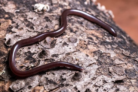 Brahminy blind snake (Ramphothyphlops braminus)