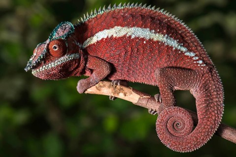 Panther chameleon (Furcifer pardalis)