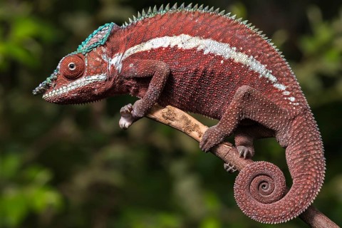 Panther chameleon (Furcifer pardalis)