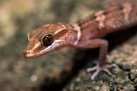 Paroedura stumpffi (Paroedura stumpffi)