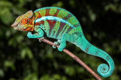 Panther chameleon (Furcifer pardalis)