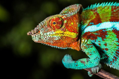 Panther chameleon (Furcifer pardalis)