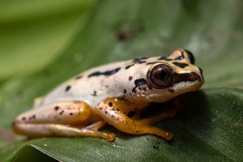 Heterixalus variabilis (Heterixalus variabilis) sits on leaf