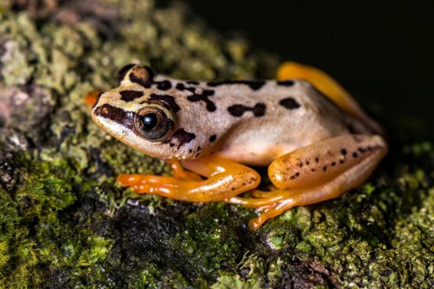 Heterixalus variabilis (Heterixalus variabilis) sitting on mossed ground