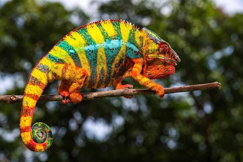 Panther chameleon (Furcifer pardalis)