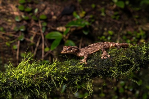 Night active leaf-tailed gecko (Uroplatus alluaudi)