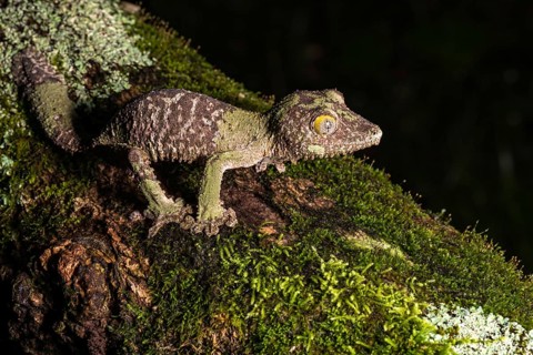 Mossy leaf-tailed gecko (Uroplatus sikorae)