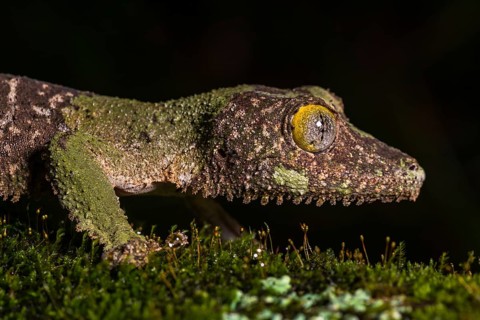 Mossy leaf-tailed gecko (Uroplatus sikorae)