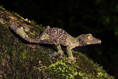 Mossy leaf-tailed gecko (Uroplatus sikorae)
