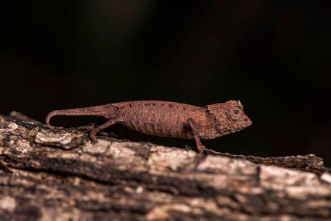 Leaf chameleon species (Brookesia stumpffi)