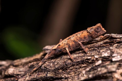 Leaf chameleon species (Brookesia stumpffi)