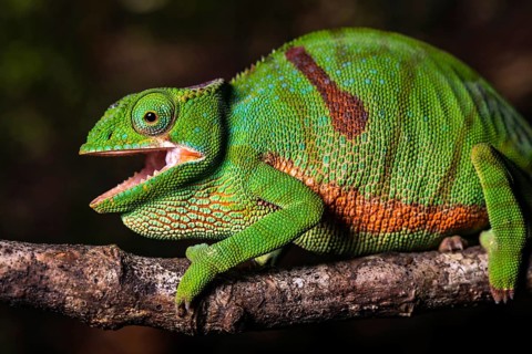 Glam-rock chamaleon (Furcifer timoni) female on branch