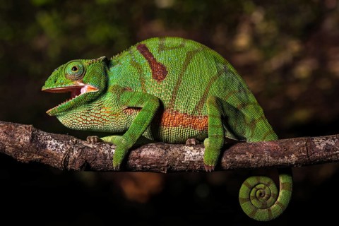 Glam-rock chamaleon (Furcifer timoni) female on branch