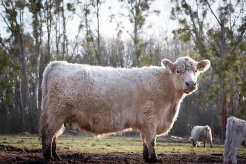Galloway cattle (Bos primigenius taurus) with blond pigmentation