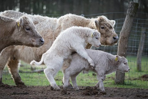 Galloway cattle (Bos primigenius taurus)
