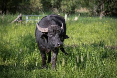 Asian water buffalo (Bubalus arnee)