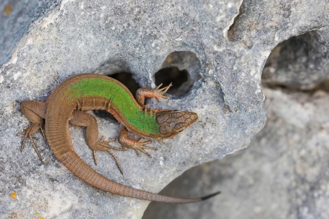 Dalmatian wall lizard (Podarcis melisellensis)