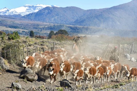 Gauchos on horseback at the cattle drive