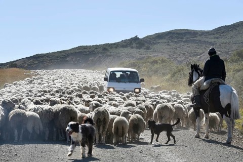 Minibus surrounded by a huge flock of sheep