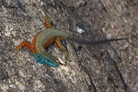 Blue-throated keeled lizard (Algyroides nigropunctatus)