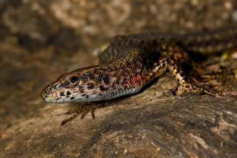 Blue-throated keeled lizard (Algyroides nigropunctatus)