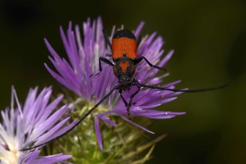 Purpuricenus desfontainii (Purpuricenus desfontainii)