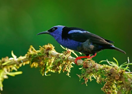 The red-legged honeycreeper (Cyanerpes cyaneus)