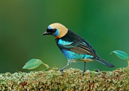 Golden-hooded Tanagers (Tangara larvata) sits on branch