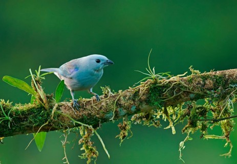 Blue-gray tanager (Thraupis episcopus) sits on branch