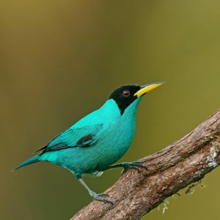 Green Honeycreeper (Chlorophanes spiza)