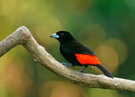 Cherrie's tanager (Ramphocelus costaricensis) sits on branch