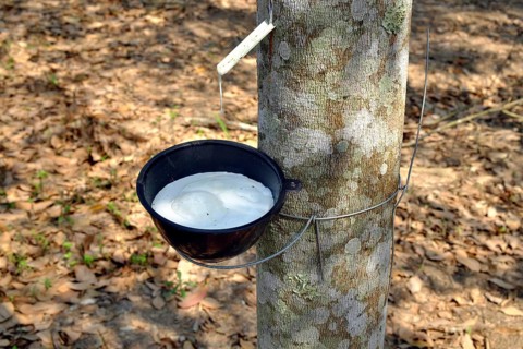 Rubber extraction