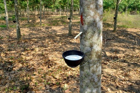 Rubber production