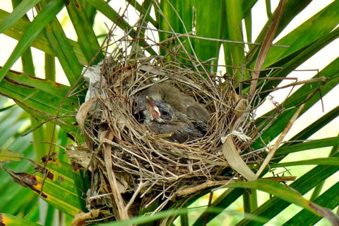 Young bird in nest