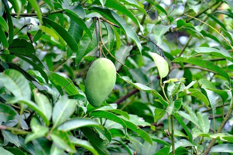 Unripe green Mango (Mangifera indica) hangs on tree