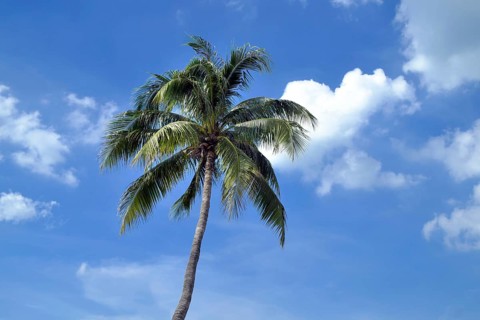 Palm tree in front of blue sky with white clouds