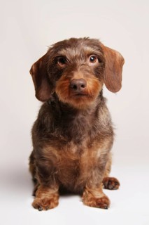 Brown Wirehaired Dachshund sitting
