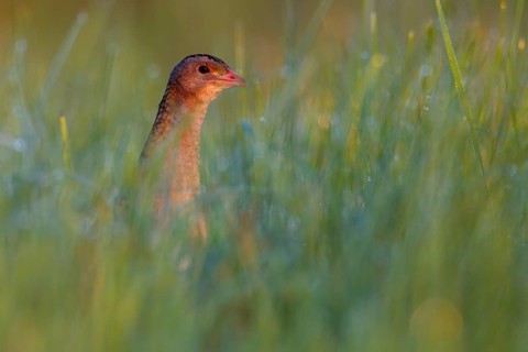 Corncrake (Crex crex) in tall grass