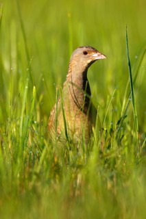 Corncrake (Crex crex) in tall grass