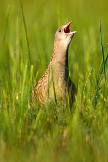 Corncrake (Crex crex)